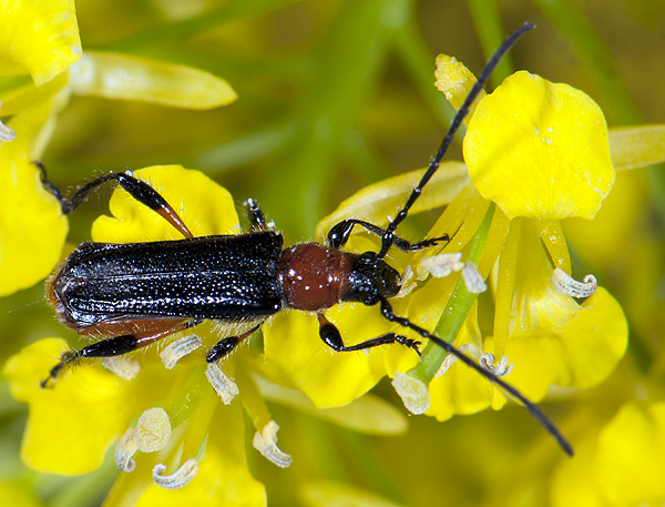 Lampropterus femoratus