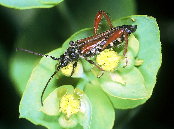 Stenopterus rufus rufus