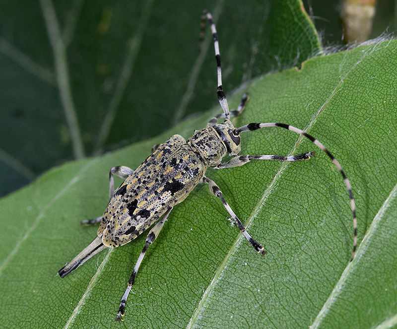 Acanthocinus xanthoneurus