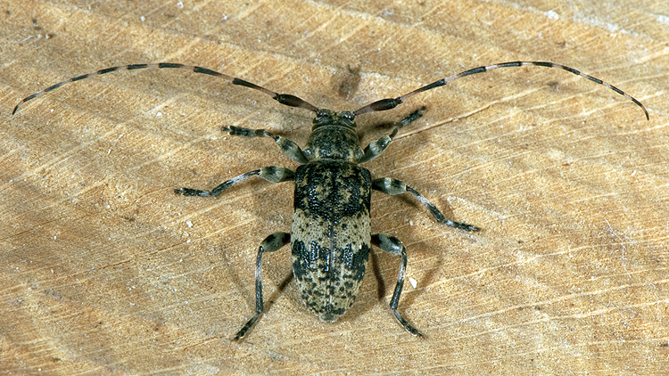 Leiopus linnei