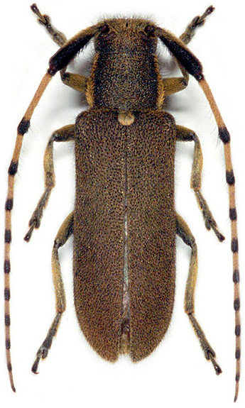 Agapanthia annularis