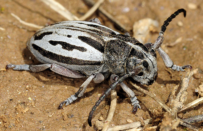 Dorcadion ljubetense ljubetense