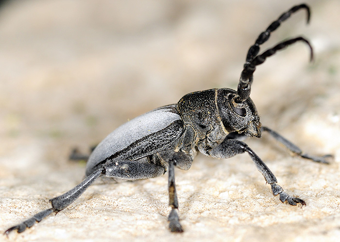 Dorcadion macedonicum