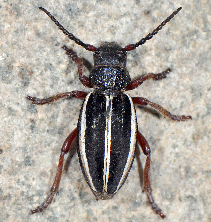 Dorcadion scabricolle scabricolle