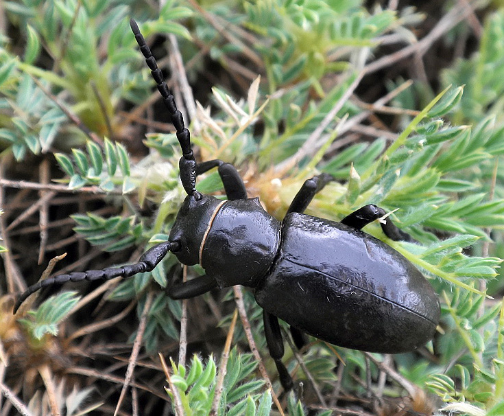 Herophila fairmairei