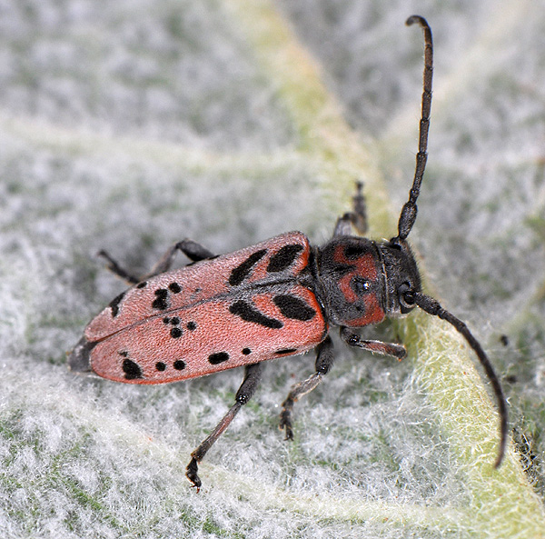 Phytoecia armeniaca armeniaca