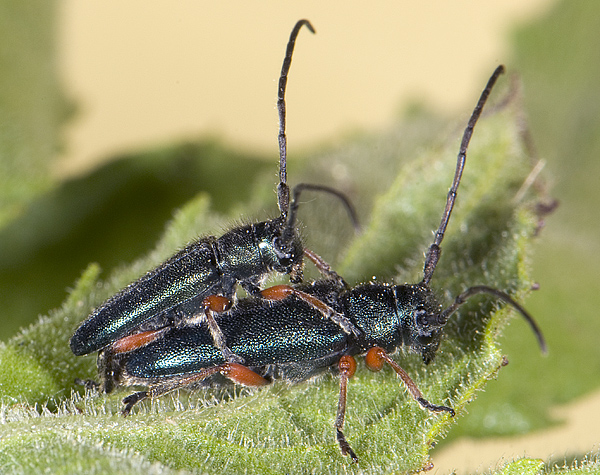 Phytoecia millefolii alziari