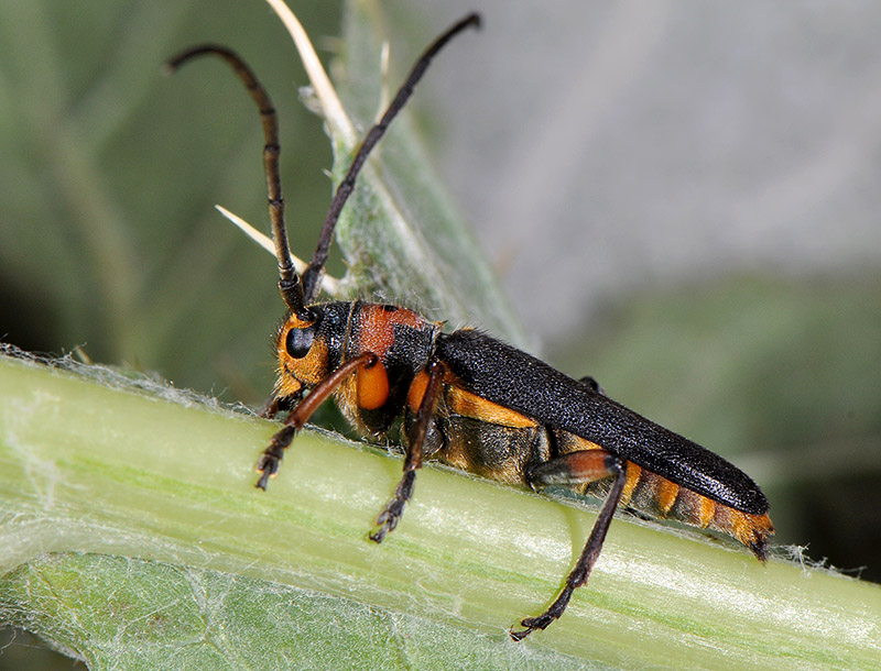 Phytoecia astarte lederi