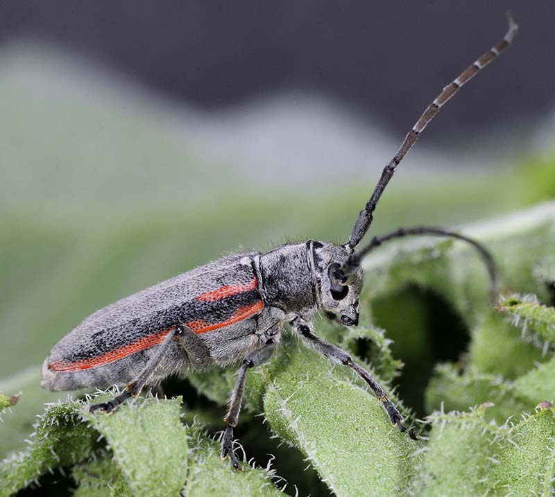 Phytoecia tirellii