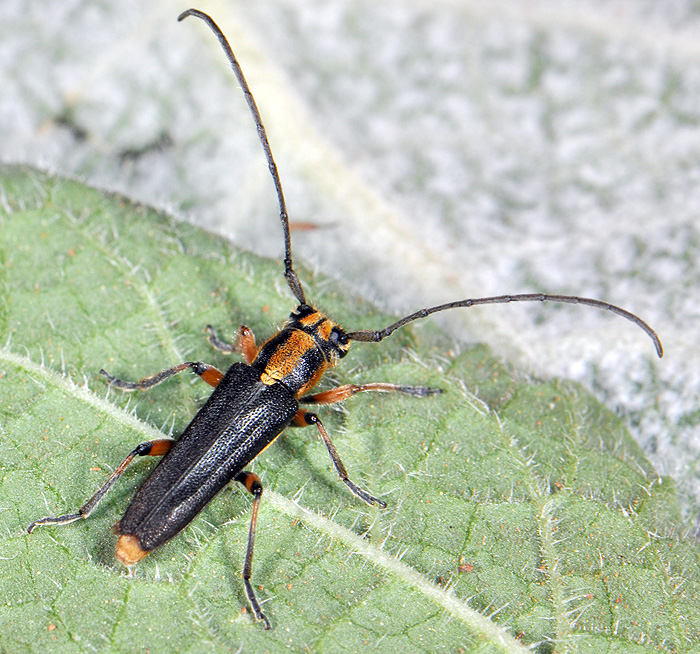 Phytoecia merkli