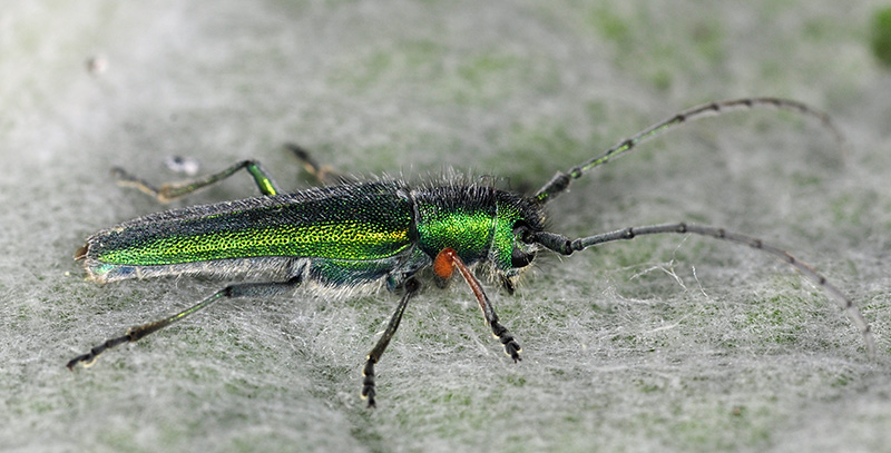 Phytoecia caerulea caerulea