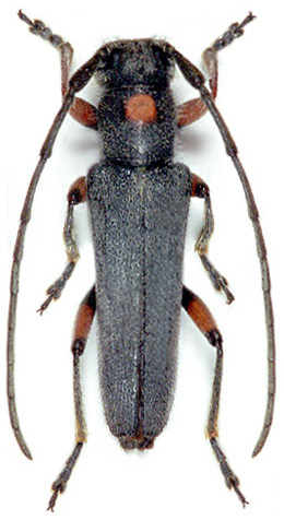 Phytoecia virgula