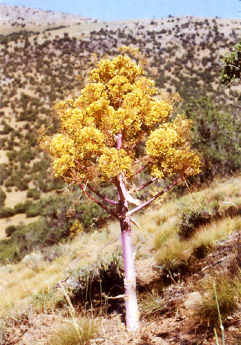 Ferula foetida