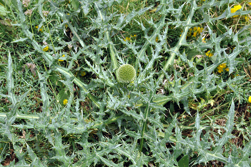 Echinops