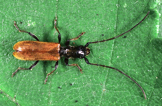 Stenhomalus bicolor