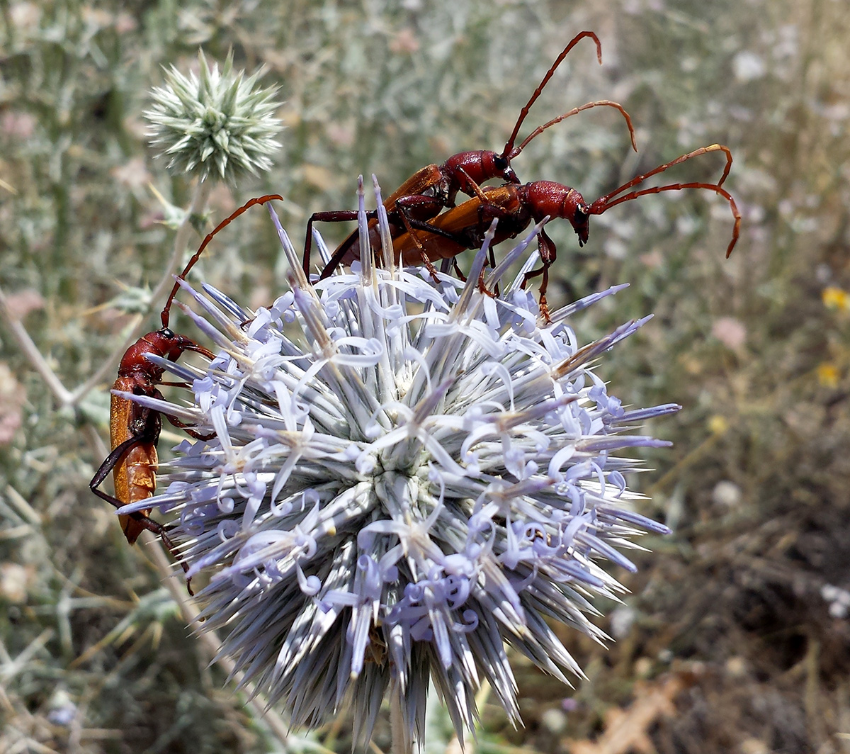 Osphranteria suaveolens