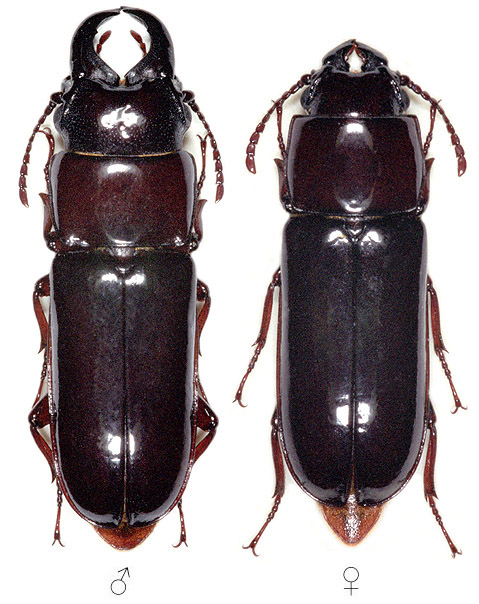 Archandra caspia