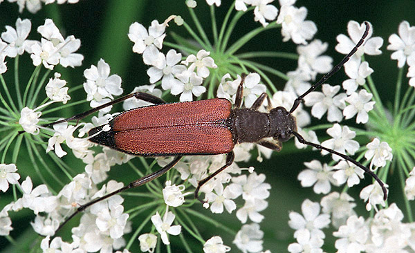 Anastrangalia dubia