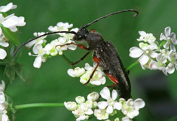 Anoplodera rufipes