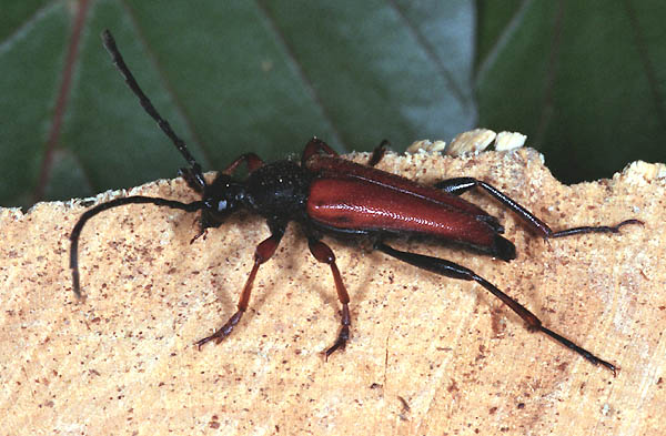 Stictoleptura erythroptera