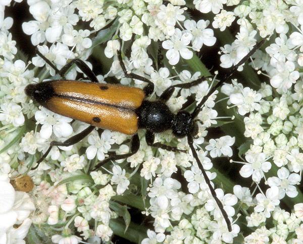 Vadonia bisignata