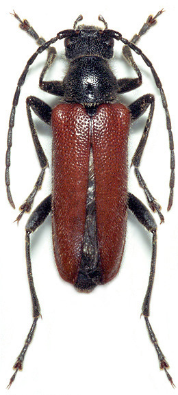 Cortodera rubripennis