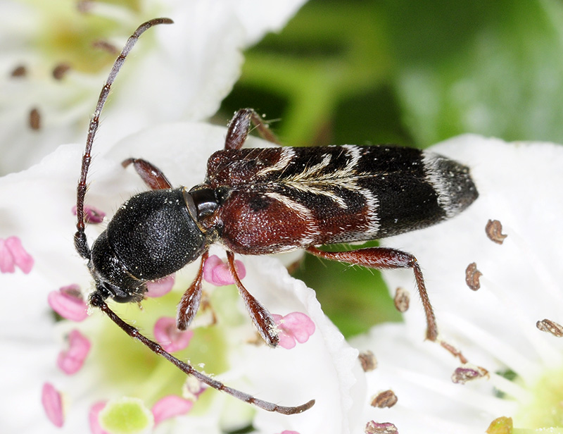 Anaglyptus simplicicornis