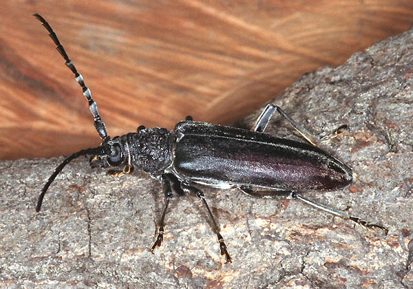 Cerambyx carinatus