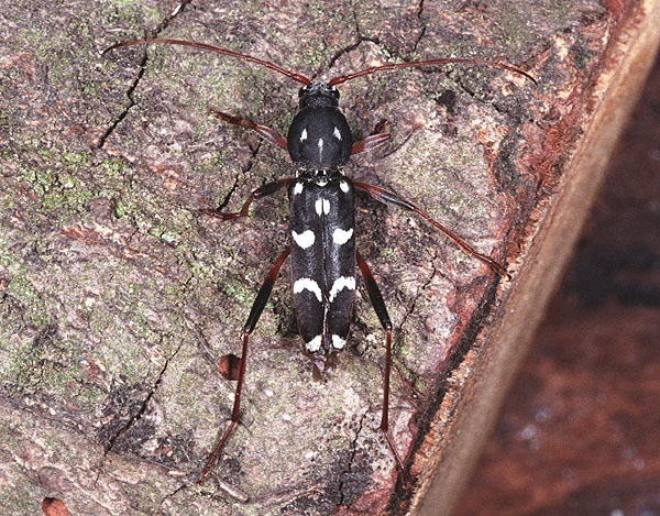 Isotomus speciosus