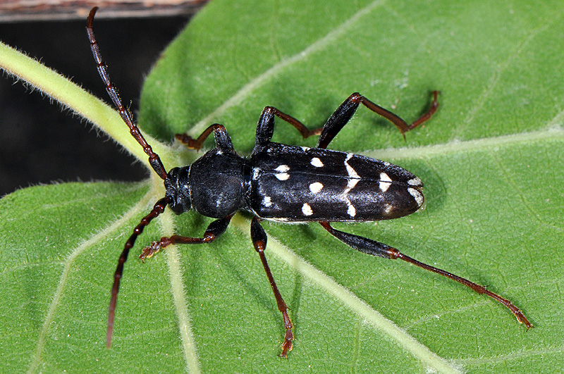 Plagionotus arcuatus multiinterruptus - male