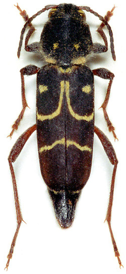 Xylotrechus capricornus