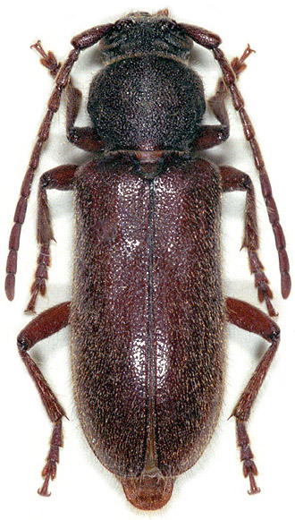 Trichoferus preissi