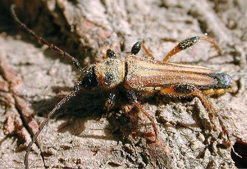 Stenopterus ater