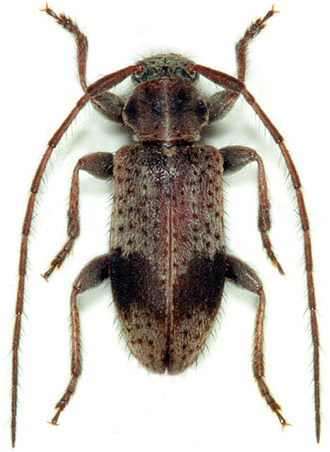 Exocentrus punctipennis