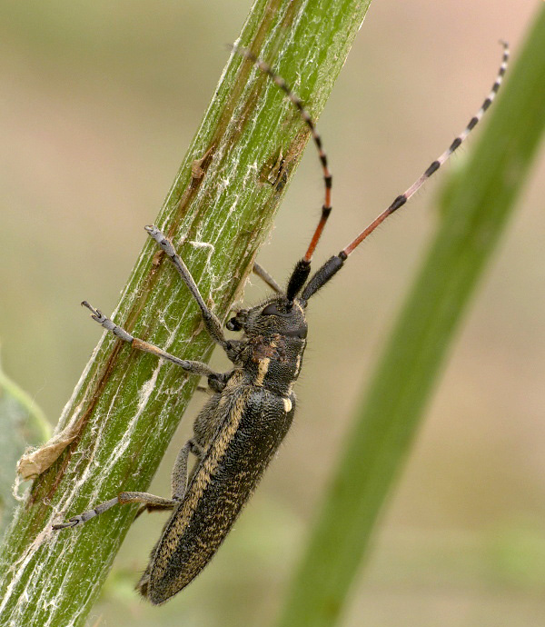 Agapanthia angelicae