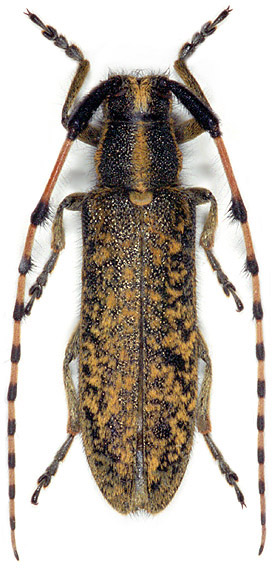 Agapanthia dahli walteri