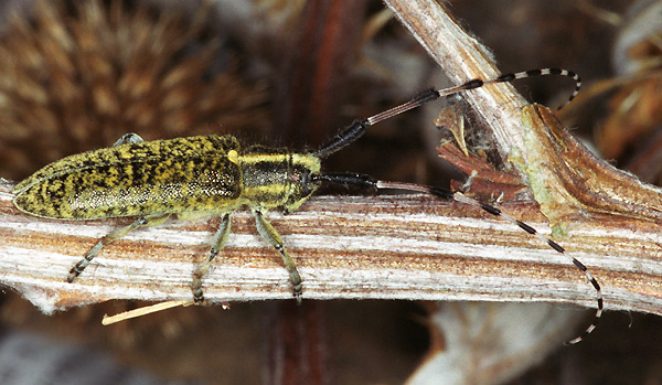 Agapanthia sicula malmerendii