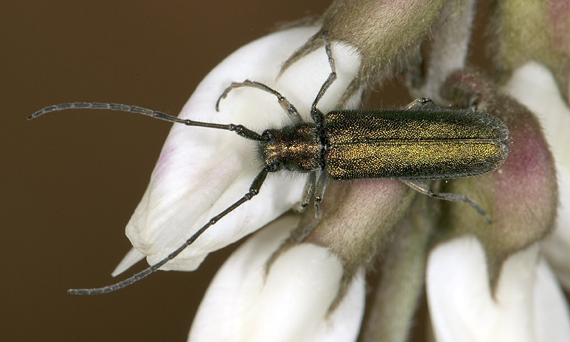 Agapanthia gemella