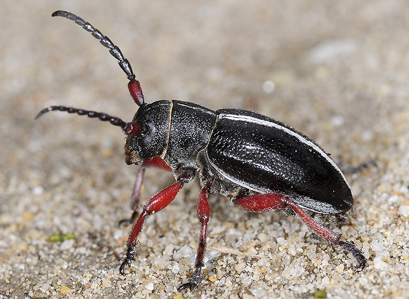 Dorcadion gallipolitanum atritarse