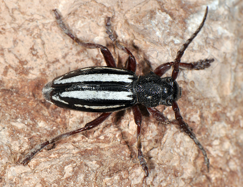 Dorcadion wagneri