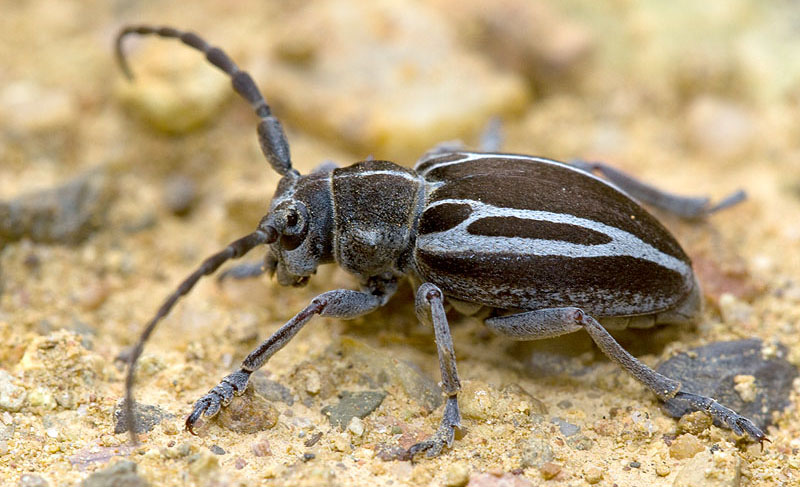 Neodorcadion exornatum