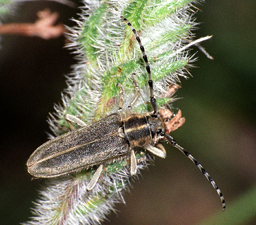 Oxylia duponcheli