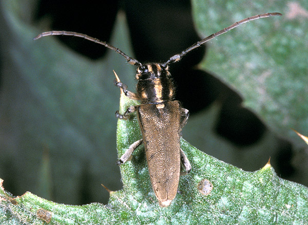 Phytoecia flavescens