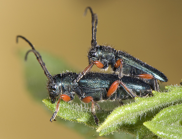 Phytoecia millefolii alziari