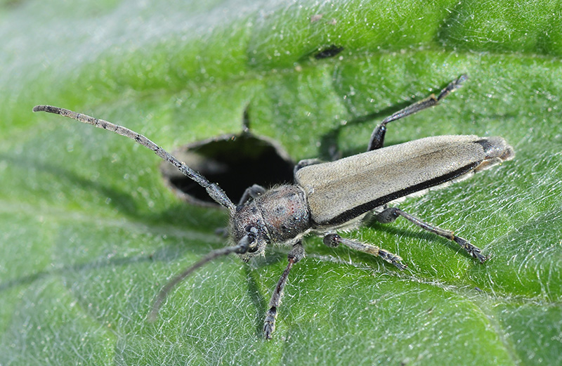 Phytoecia faldermanni