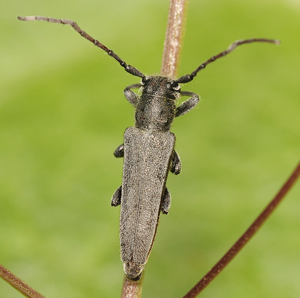 Phytoecia faldermanni