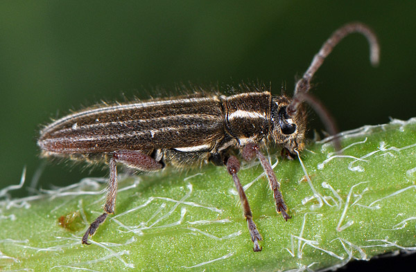 Phytoecia bithynensis