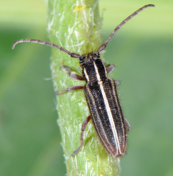 Phytoecia bithynensis