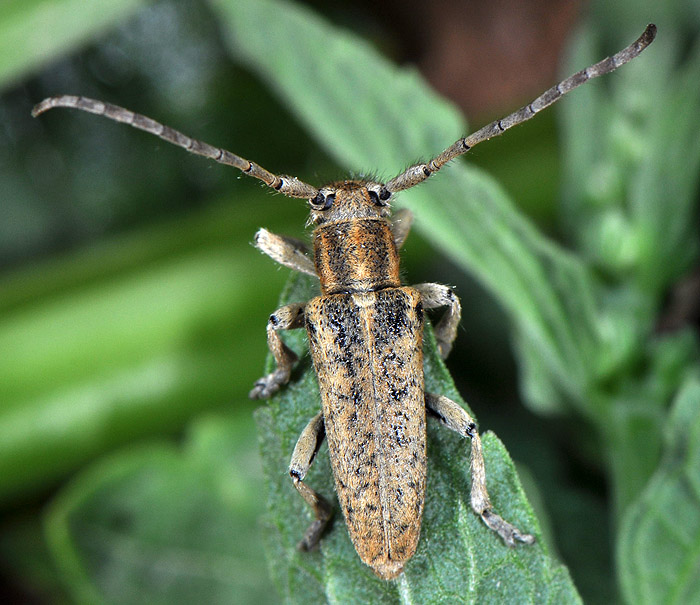 Phytoecia hirsutula