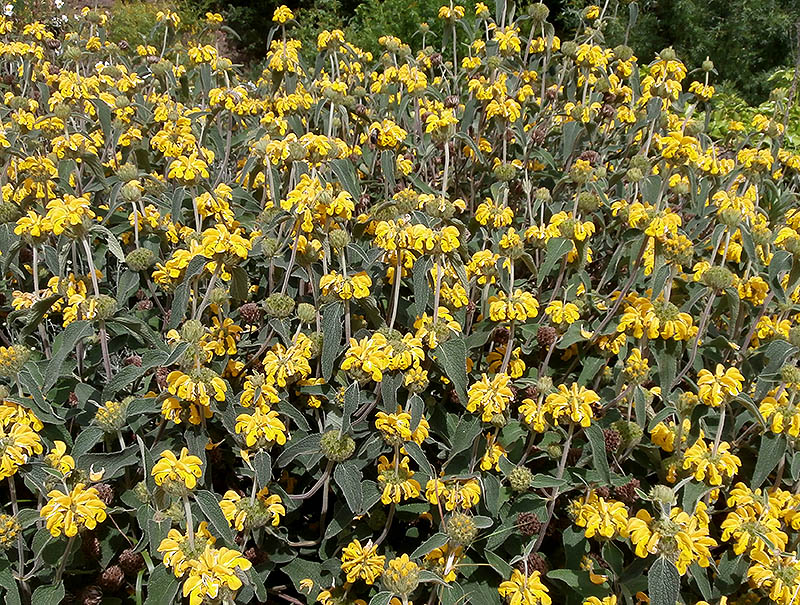 Phlomis longifolia